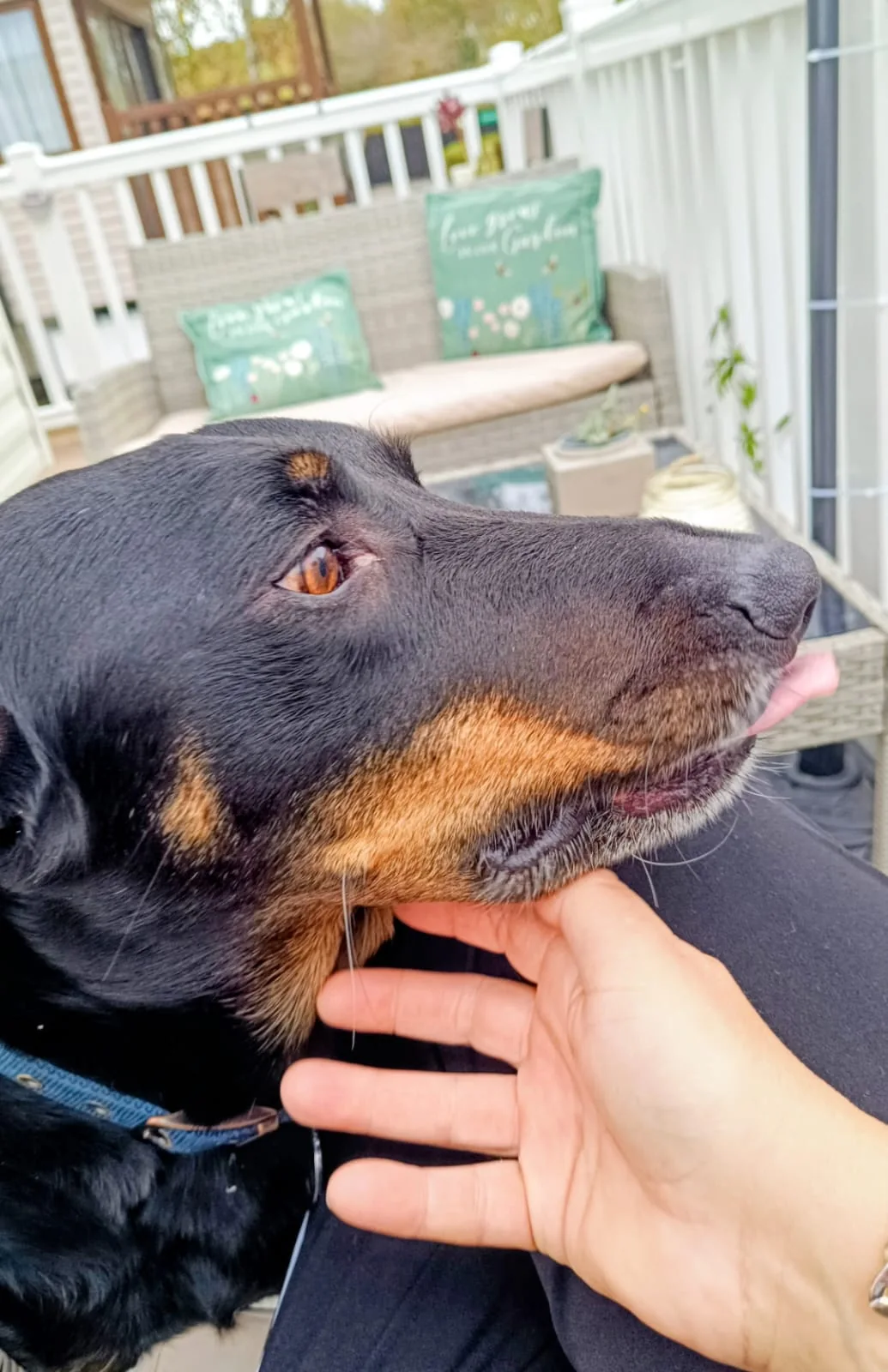 A black and tan Huntaway enjoying a gentle scratch under the chin