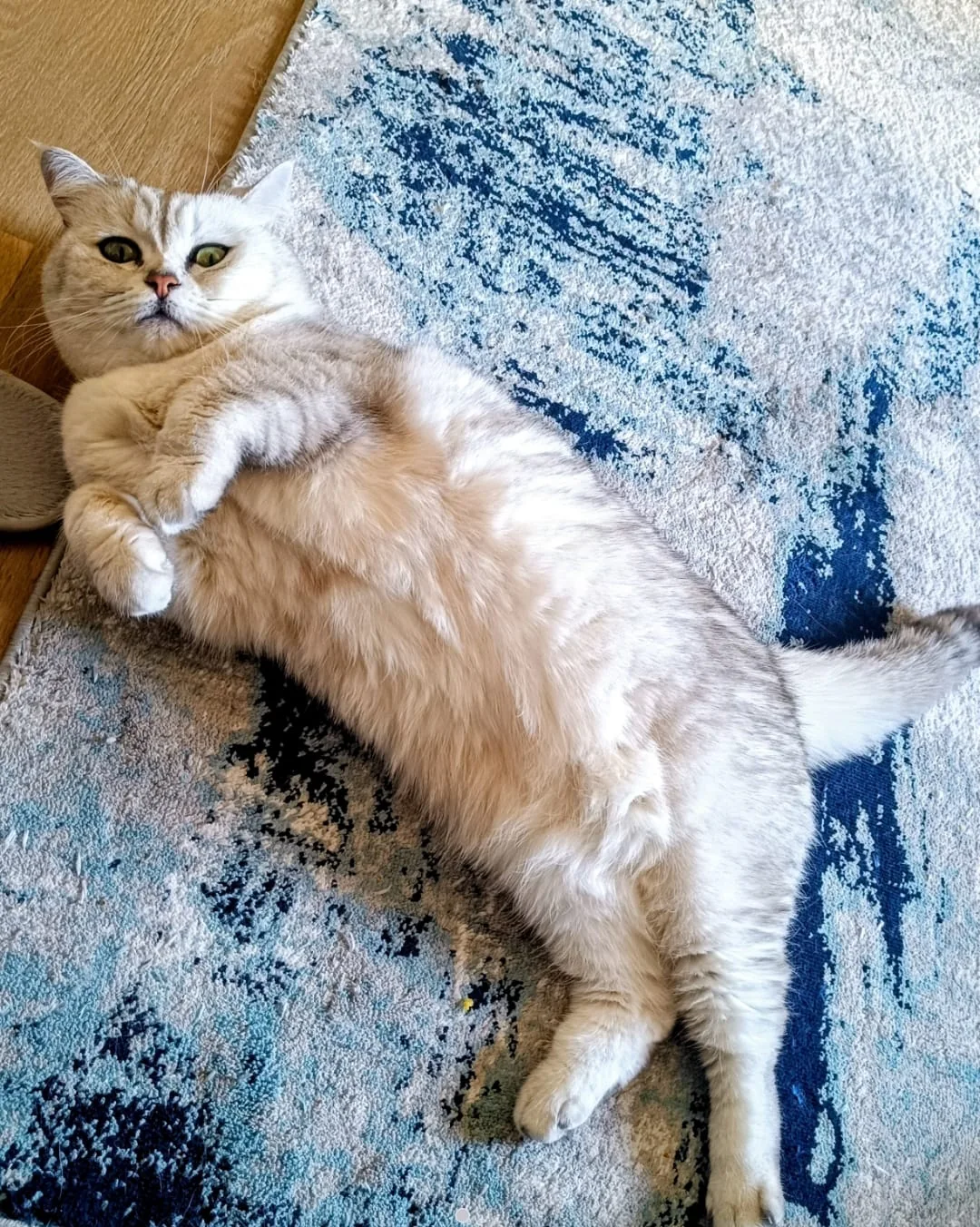 A cream-coloured cat relaxing on a blue and white rug