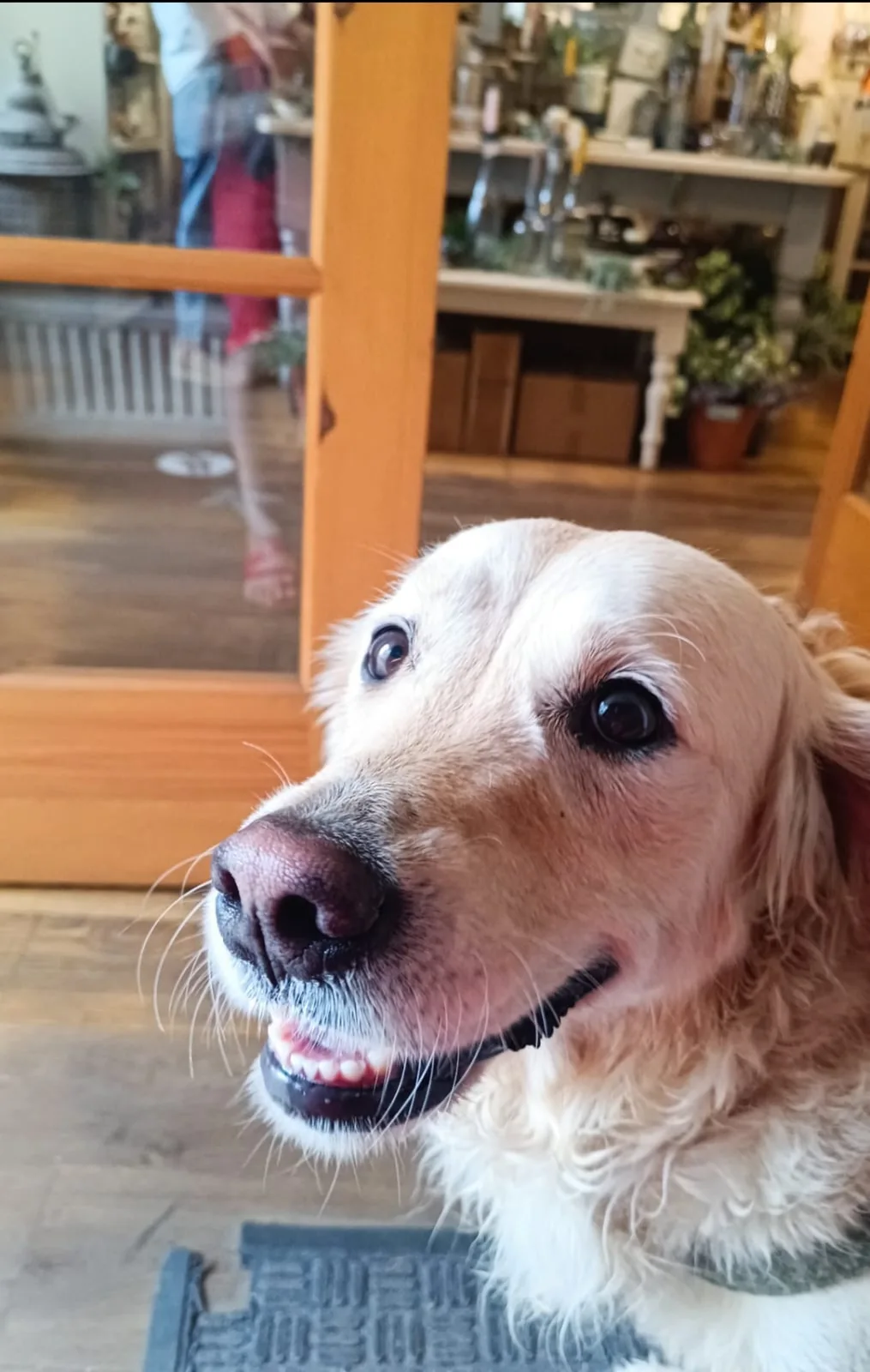 A golden retriever looking towards the camera at home