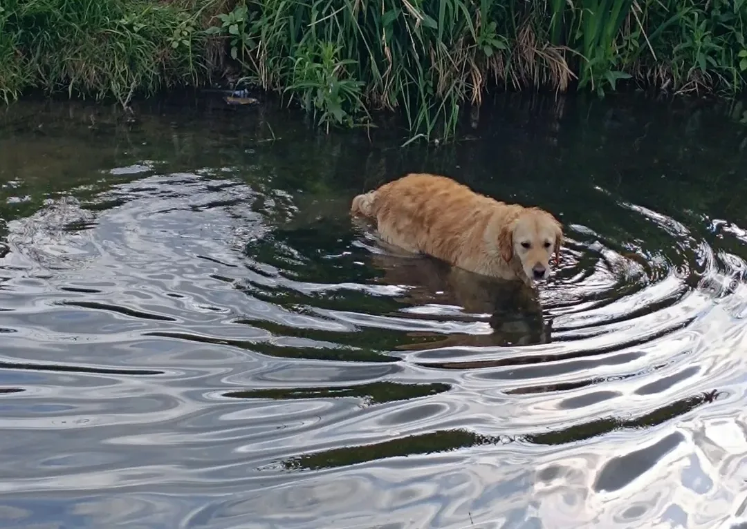 A golden retriever standing in water beside green reeds