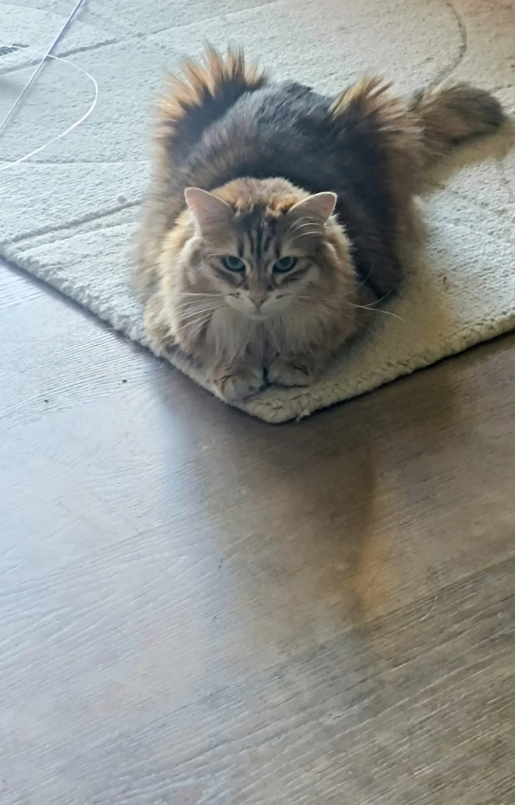 A long-haired tabby cat resting on a rug at home